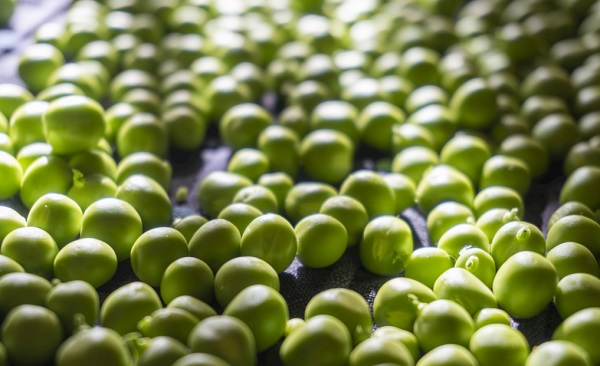 這些吃的要留心！落總數、克倫特羅、酸價等超標