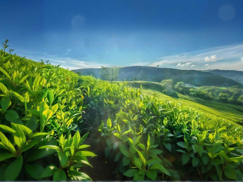 荼葉生產(chǎn)地配置了萊恩德農(nóng)藥殘留檢測(cè)儀，提升茶葉銷(xiāo)售市場(chǎng)